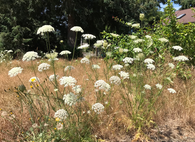 This is Queen Anne's Lace, which grows like a weed in many places in Thurston County.